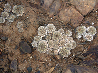 Copiapoa humilis