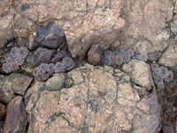 Copiapoa humilis