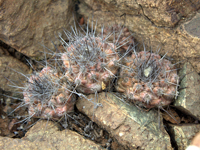 Copiapoa humilis