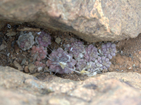 Copiapoa humilis