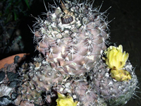 Copiapoa humilis