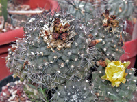 Copiapoa humilis