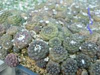 Copiapoa hypogaea