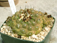 Copiapoa hypogaea