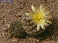 Copiapoa hypogaea