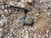 Copiapoa hypogaea