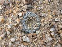 Copiapoa hypogaea