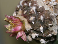 Copiapoa hypogaea