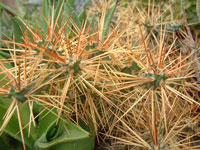 Cylindropuntia hystrix