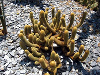 Cleistocactus icosagonus