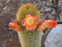 Cleistocactus icosagonus