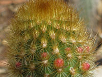 Cleistocactus icosagonus