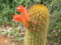 Cleistocactus icosagonus