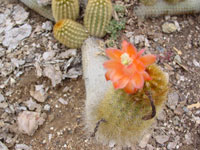 Cleistocactus icosagonus