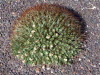 Cumulopuntia ignescens