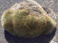 Cumulopuntia ignescens