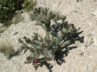 Cylindropuntia imbricata