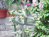 Cylindropuntia imbricata