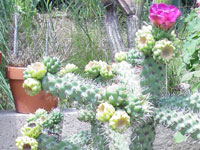 Cylindropuntia imbricata