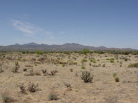 Cylindropuntia imbricata