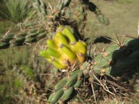 Cylindropuntia imbricata