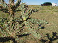 Cylindropuntia imbricata