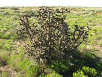 Cylindropuntia imbricata