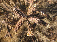 Cylindropuntia imbricata