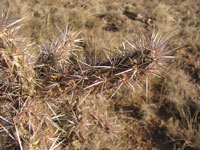 Cylindropuntia imbricata