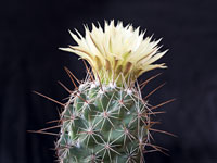 Coryphantha jalpanensis