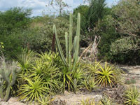 Cereus jamacaru