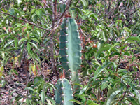 Cereus jamacaru