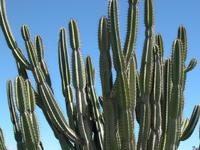 Cereus jamacaru