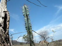 Cereus jamacaru