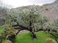 Cylindropuntia x kelvinensis