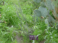 Cylindropuntia kleiniae