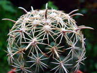 Coryphantha kracikii