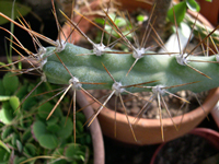 Cereus kroenleinii