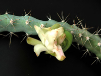 Cereus kroenleinii