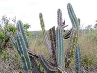 Cereus lanosus