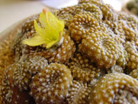 Copiapoa laui