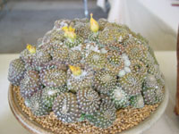 Copiapoa laui