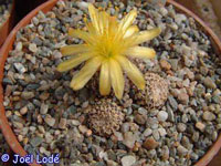 Copiapoa laui