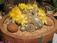 Copiapoa laui