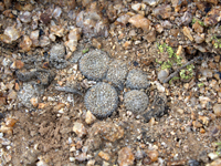 Copiapoa laui