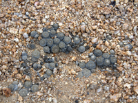 Copiapoa laui