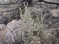 Cylindropuntia leptocaulis