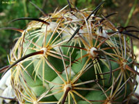 Coryphantha longicornis