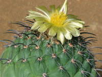 Coryphantha longicornis