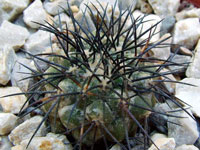 Copiapoa longistaminea